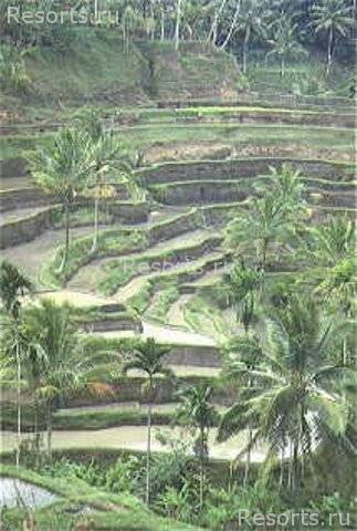Melia Bali - The Garden Villas 8